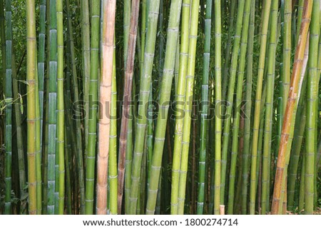natural green bamboo background in forest