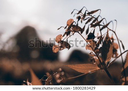 Flowers and grass in autumn, ginger and blue, sepia tone