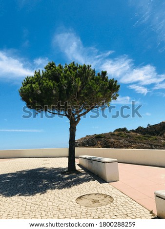 Lonely tree on the Albufeira viewpoint