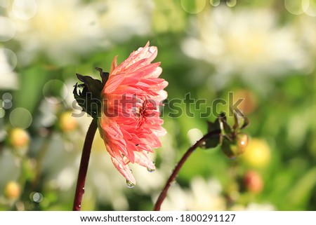 Abstract floral background. Summer rain in the garden and flowers with drops and bokeh, blurred focus. Beautiful summer garden in the early morning with natural bokeh and rain, autumn card,