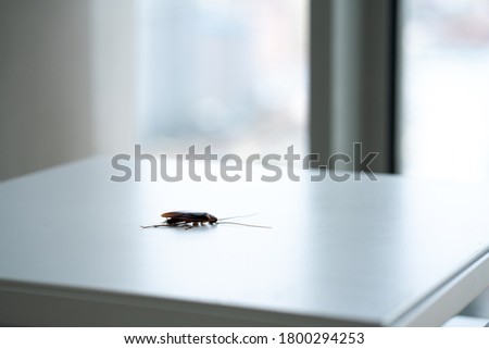 Cockroach on a white kitchen table close up.