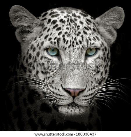 Close up Jaguar face, isolated on black background.