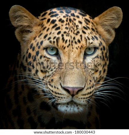 Headshot of jaguar portrait.