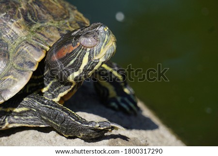 Red-eared tortoise is sleeping near lake with green water. 