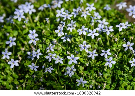 Closeup of light blue flowers blooming on creeping blue star ground cover
 Royalty-Free Stock Photo #1800328942