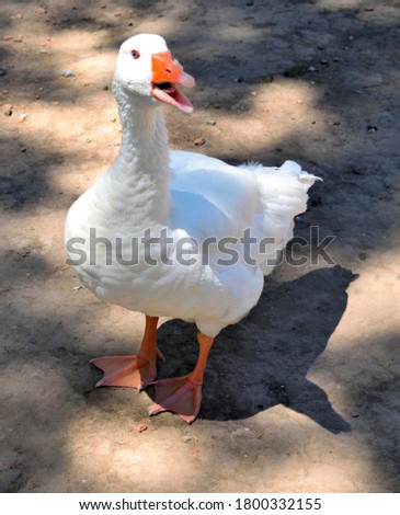 Photography of a goose standing on the ground and squawking