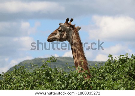 Giraffes from Serengeti Park in Tanzania