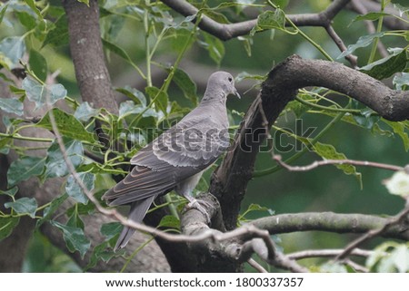     turtle dove is on branch                           