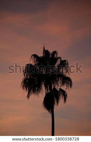 Palm tree silhouette in the late afternoon