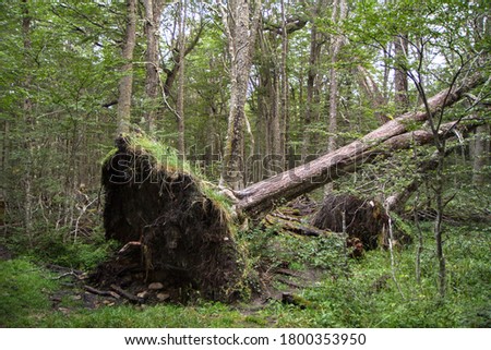 Storm damage in the Nothofagus pumilio forest. Uprooted tree fallen down in the woodland due to wind storms.  Royalty-Free Stock Photo #1800353950