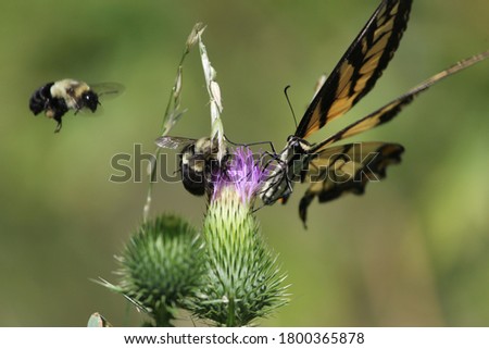 Butterfly and bumblebees enjoying a bull thistle flower