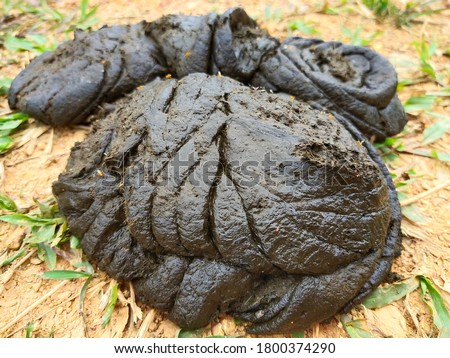 cow dung can be used as organic plant steel Royalty-Free Stock Photo #1800374290