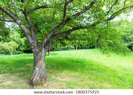 This is a tree growing in the park.