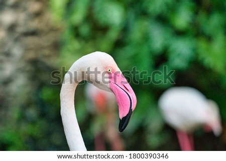 Portrait of elegant and colorful greater flamingo with bright pink beak