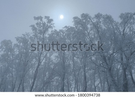 Snowy alpine forest and sun