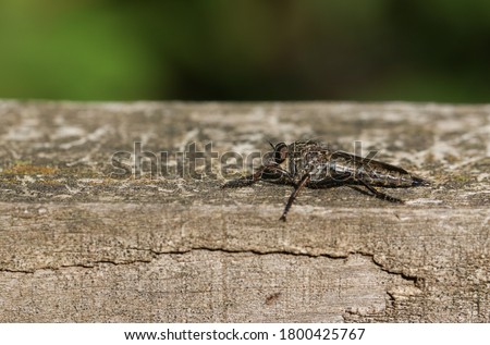 A hunting Robberfly, perching on a wooden fence at the edge of woodland. 
