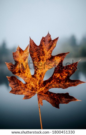 Picture of Maple Leaf looks amazing
