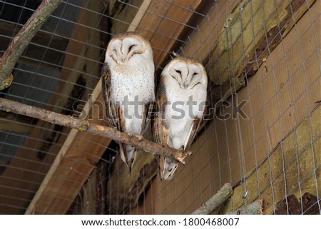 two owls are sitting on a branch in a cage