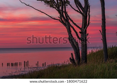 a tree on the shore of the water after sunset and reddish sky reflected in the water where there are old wooden pillars of the boat dock