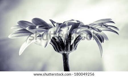 Gerber flower - Black and White