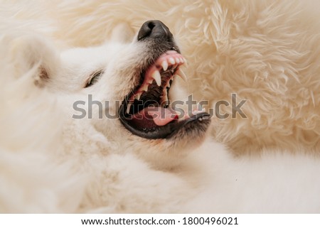 angry dog shows teeth lie on sofa at home