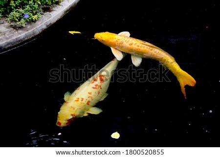 Golden yellow Doitsu Yamabuki Ogon koi fish and white red Komoyo Kohaku fancy carp fish are happily swimming in fish pond. Lampang Thailand.