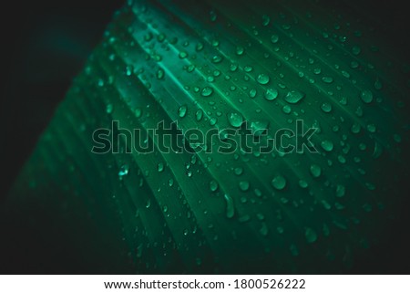 Banana leaves with rainwater for backgrounds, Water drops on banana leaf with vignetting