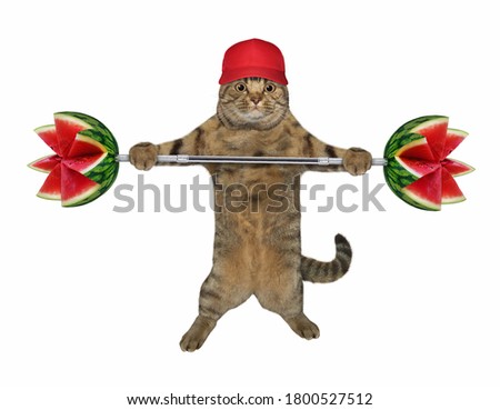 The cat in a red cap athlete with a golden medal is lifting a barbell from watermelons. White background. Isolated.