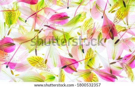 Petals isolated on white background