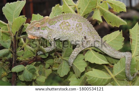 The Natal Midlands dwarf chameleon (Bradypodion thamnobates) KwaZulu-Natal South Africa