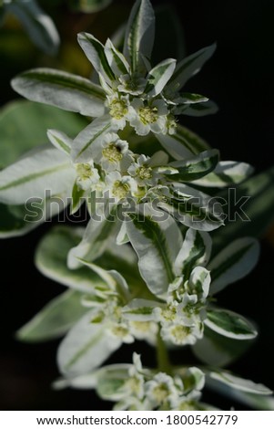 Ornamental flowering bush with white-green leaves