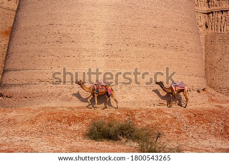 camel safari at derawar fort in rohi , cholistan desert Bahawalpur, punjab  Pakistan  
