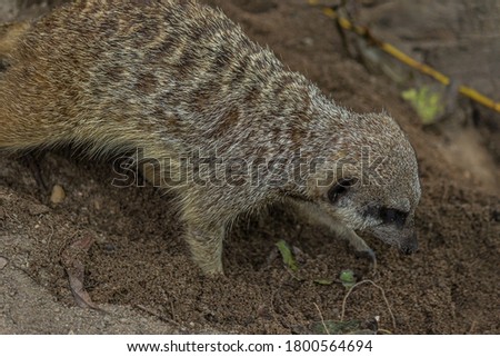 The meerkat (Suricata suricatta) digs a hole. The meerkat is a small mongoose and the only member of the genus Suricata. Its lives in the Desert in Botswana, Namibia, Angola, and in South Africa