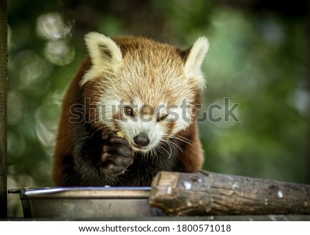 A closeup shot of a cute red panda on a piece of wood
