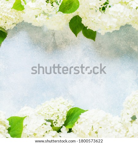 Fresh White Hydrangea Hortensia Flowers, square, copy space