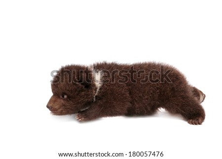 Brown Bear cub (Ursus arctos), 1,5 mounth old, isolated on the white background