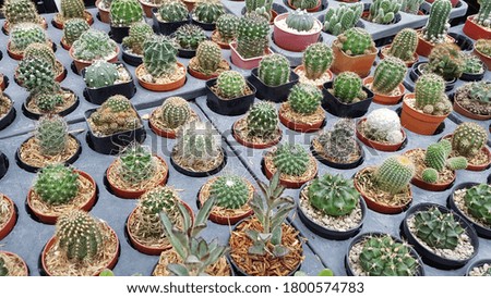 Collection of various cactus plants in tree market. Potted cactus house plants on black shelf color.Cactus plants banner.