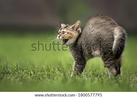 scared hissing tabby kitten outdoors, close up  Royalty-Free Stock Photo #1800577795