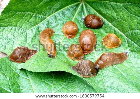 Lots of Spanish slug (arion vulgaris) on the green leaves in the garden. Closeup of garden slug (arion rufus). Invasive animal species. Royalty-Free Stock Photo #1800579754