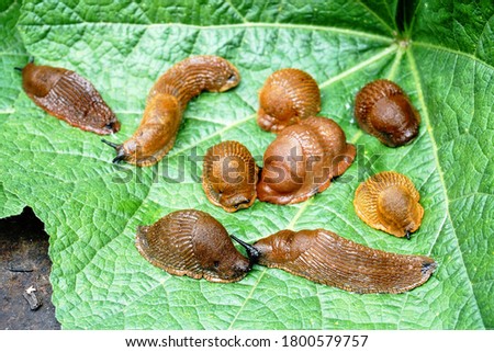 Lots of Spanish slug (arion vulgaris) on the green leaves in the garden. Closeup of garden slug (arion rufus). Invasive animal species. Royalty-Free Stock Photo #1800579757