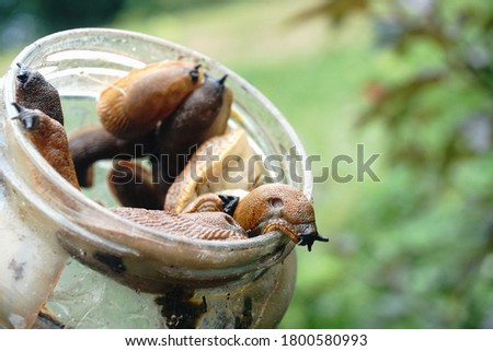 Spanish slug (arion vulgaris) on a glass jar. Closeup of garden slug (arion rufus). Invasive animal species. Royalty-Free Stock Photo #1800580993