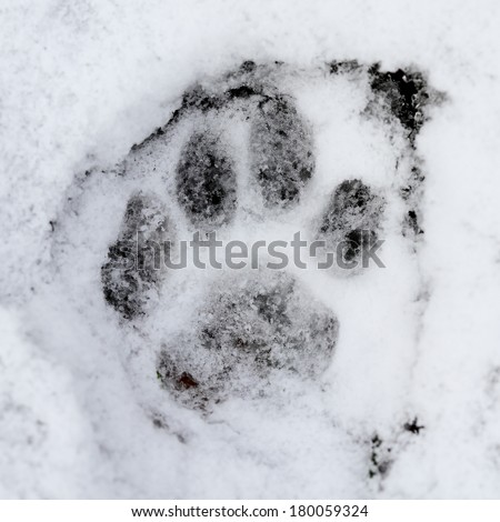 Wildcat (Felis silvestris) foot print on the snow
