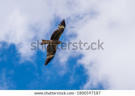 The flying eagle over Tien Shan Mountains in Tekes area in the summer. Rich unique nature of Central Asia.