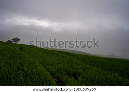 Rice terrace field against morning fog.