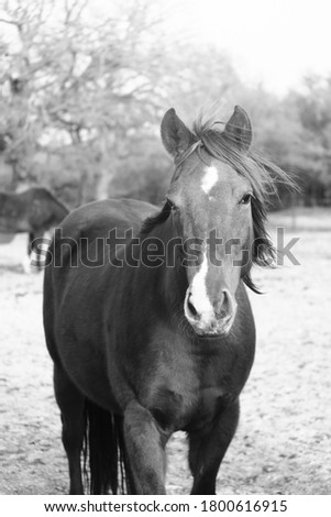 Beautiful horse portrait in outside pasture close up, black and white.