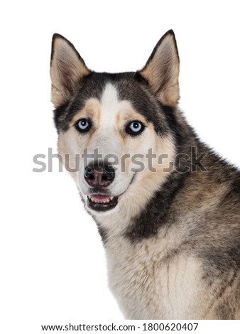 Head shot of beautiful young adult Husky dog, sitting up. Looking towards camera with light blue eyes. Mouth open. Isolated on white background.