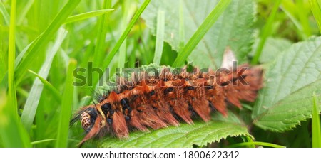 Copper colored caterpillar that sits 
