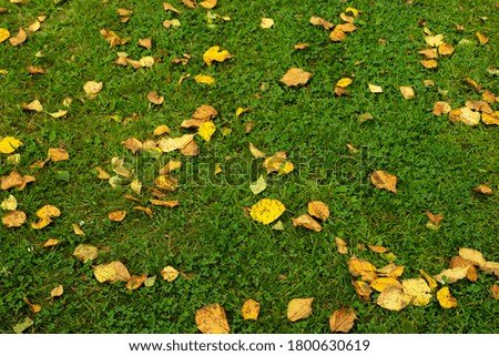 Yellow autumn leaves on the green grass in the Park