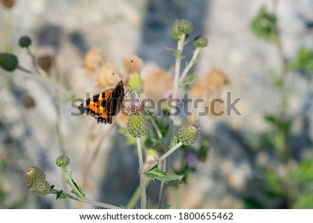 A closeup picture of a colorful small tortoiseshell butterfly on a green plant. Grey blurry background