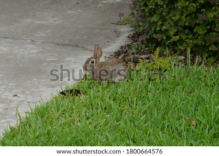 Cute round ear rabbit	is eating grass